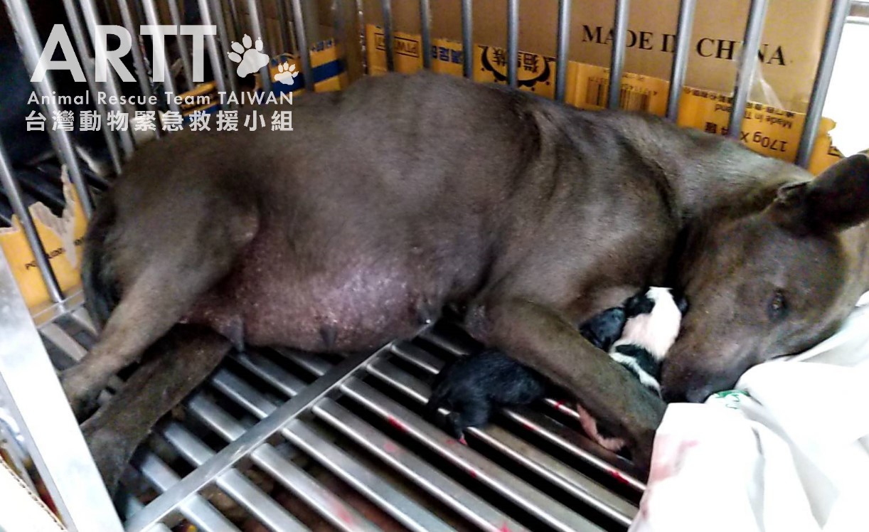 台灣動物緊急救援小組 - 救援後續 - 南投斷雙前腳狗媽媽與七幼犬